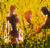 Filename=1995_middsummer.jpg
Filesize=69KB
Dimensions=518x500
Date added=Jan 30, 2008 1995_middsummer.jpg