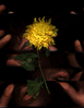 Filename=1996_speed_of_light_3.jpg
Filesize=30KB
Dimensions=387x500
Date added=Jan 30, 2008 1996_speed_of_light_3.jpg