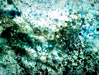 Filename=1998_atmosphere_01.jpg
Filesize=116KB
Dimensions=640x485
Date added=Jan 30, 2008 1998_atmosphere_01.jpg