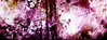 Filename=1998_colorglass_2.jpg
Filesize=69KB
Dimensions=640x239
Date added=Jan 30, 2008 1998_colorglass_2.jpg