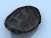 Filename=2005_study_terrapin_03.jpg
Filesize=29KB
Dimensions=640x481
Date added=Jan 30, 2008 2005_study_terrapin_03.jpg