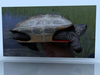 2005_study_terrapin_04.jpg