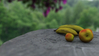 2007_Still_life_fruit_final_145.jpg