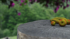 Filename=2007_Still_life_fruit_final_53.jpg
Filesize=25KB
Dimensions=640x361
Date added=Jan 30, 2008 2007_Still_life_fruit_final_53.jpg