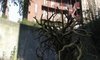 Filename=2007_mugroom_outside_uh.jpg
Filesize=45KB
Dimensions=640x384
Date added=Jan 30, 2008 2007_mugroom_outside_uh.jpg